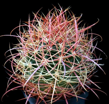 Ferocactus acanthodes